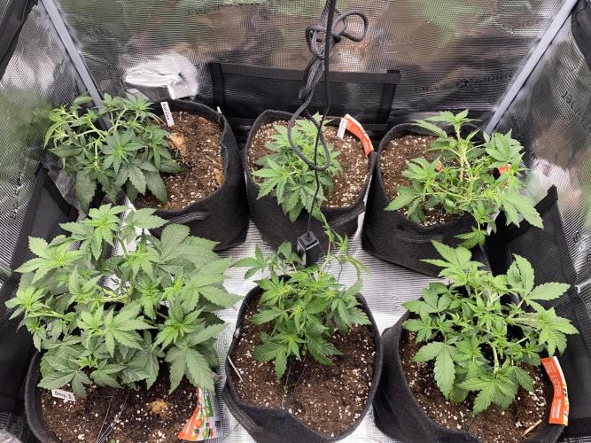 Betreutes Growen. Week 4