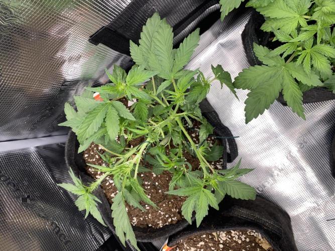 Betreutes Growen. Week 4