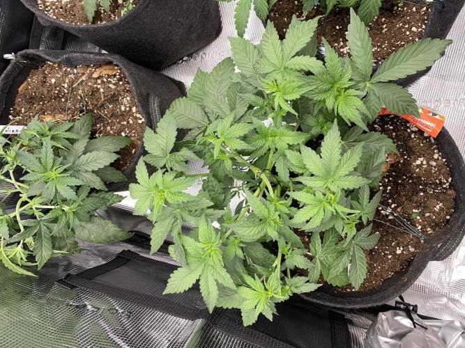 Betreutes Growen. Week 4