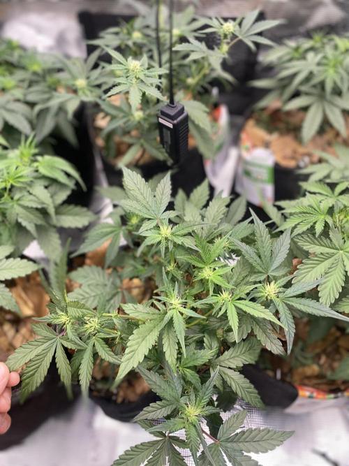 Betreutes Growen. Week 5