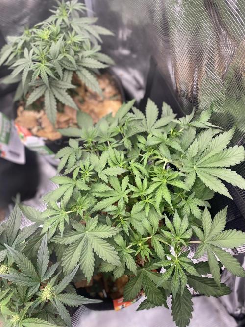 Betreutes Growen. Week 5