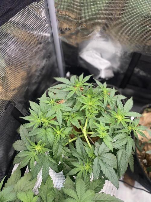 Betreutes Growen. Week 5
