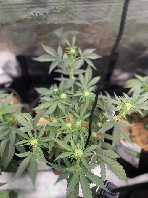 Betreutes Growen. Week 5