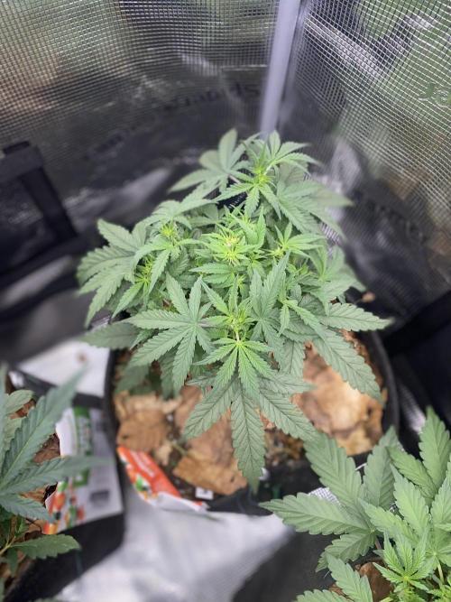 Betreutes Growen. Week 5