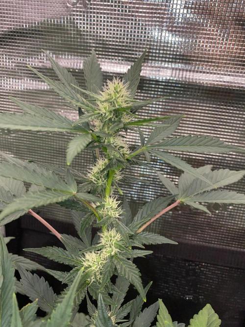 Betreutes Growen. Week 6 - Orange Diesel