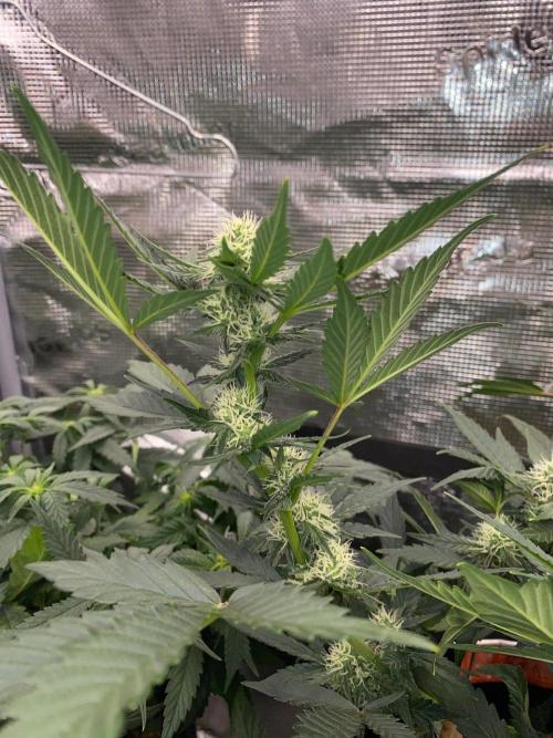 Betreutes Growen. Week 6 - Orange Diesel