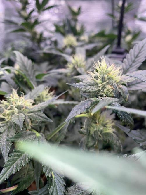 Betreutes Growen. Week 6 - Mephisto Wedding