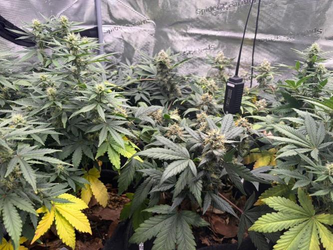 Betreutes Growen. Week 7