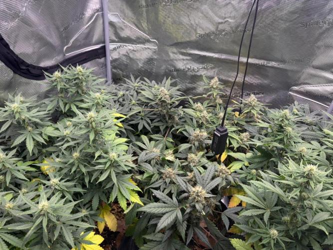 Betreutes Growen. Week 7