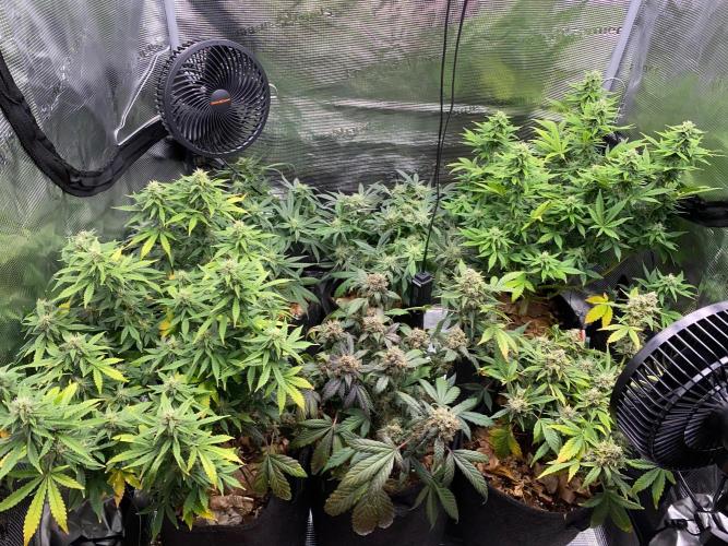 Betreutes Growen. Week 8