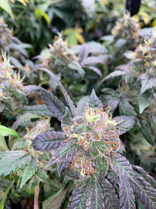 Betreutes Growen. Week 8 - Mephisto's Wedding #1