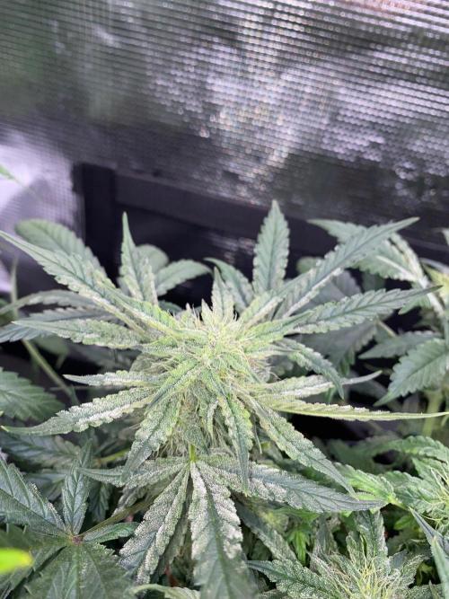 Betreutes Growen. Week 8 - Mephisto's wedding #2