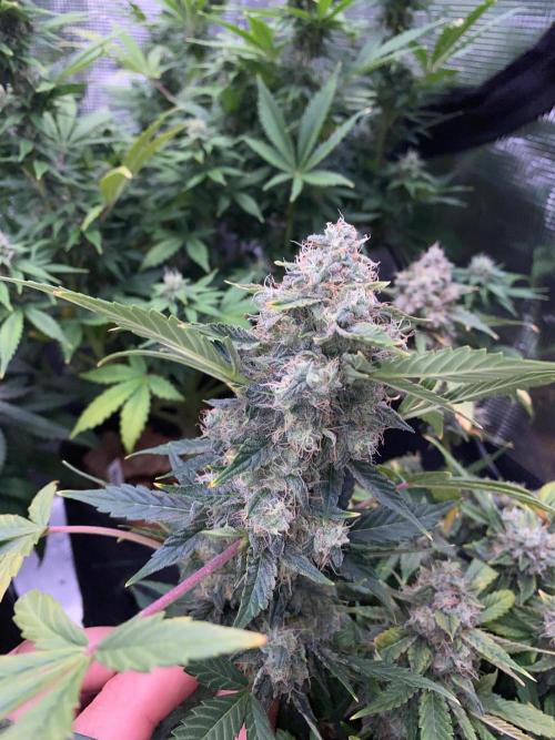 Betreutes Growen. Week 8 - Orange Diesel #2