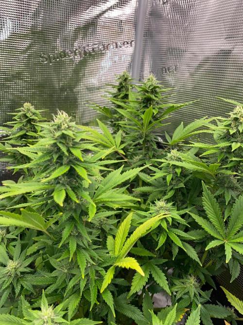 Betreutes Growen. Week 8 - Orange Diesel #3