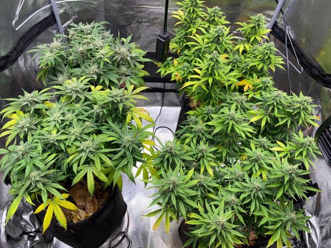 Betreutes Growen. Week 9