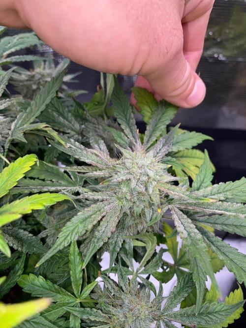 Betreutes Growen. Week 9 - Mephistos Wedding#2