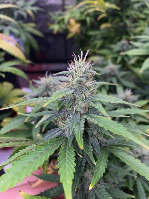 Betreutes Growen. Week 9 - Orange Diesel#2