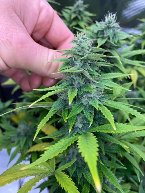 Betreutes Growen. Week 9 - Orange Diesel#3