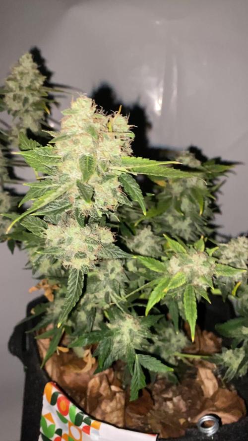 Betreutes Growen