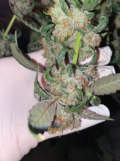 Betreutes Growen. Week 9 - Mephistos Wedding#1