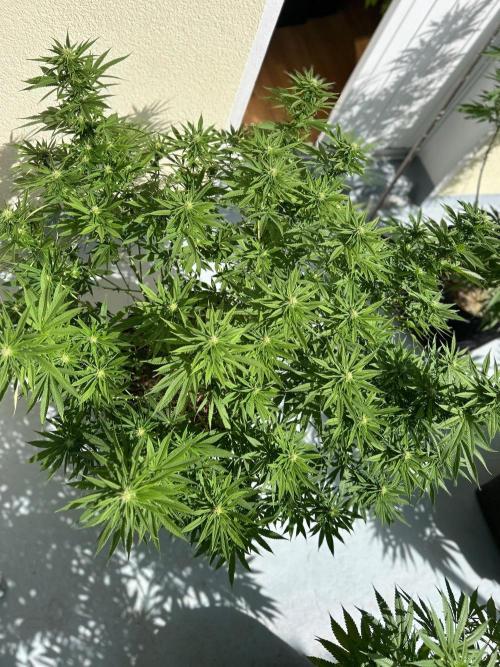 German Outdoorseason (vol.2) 2026. Week 15 - Strawberry Cookies