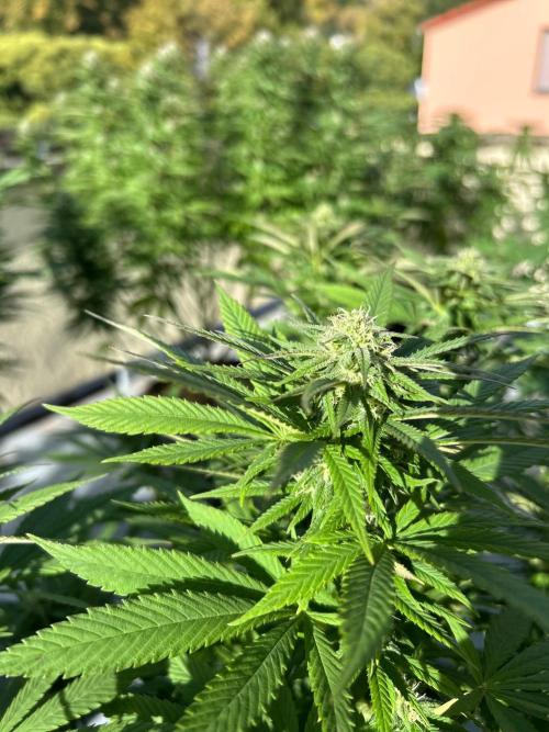 German Outdoorseason (vol.2) 2026. Week 16 - Strawberry Cookies