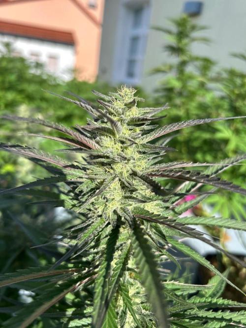German Outdoorseason (vol.2) 2026. Week 16 - Strawberry Guava F1 Fast