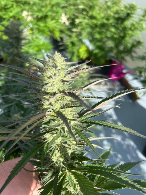 German Outdoorseason (vol.2) 2026. Week 16 - Strawberry Guava F1 Fast