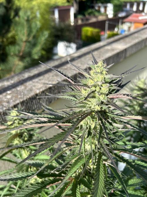 German Outdoorseason (vol.2) 2026. Week 16 - Strawberry Guava F1 Fast