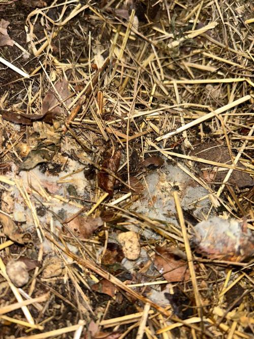 German Outdoorseason (vol.2) 2026. Week 16 - It's Alive!!