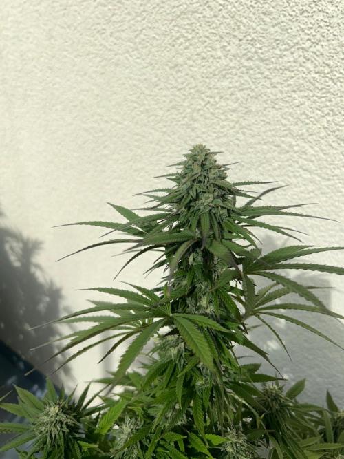 German Outdoorseason (vol.2) 2026. Week 18 - Strawberry Cookies