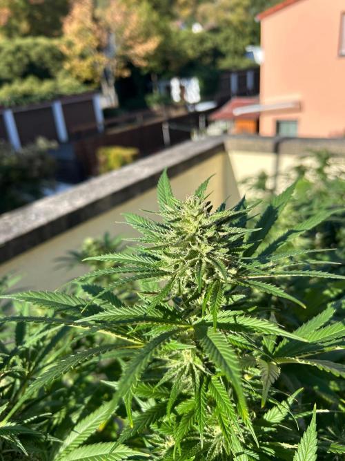 German Outdoorseason (vol.2) 2026. Week 18 - Peach and Gas S1