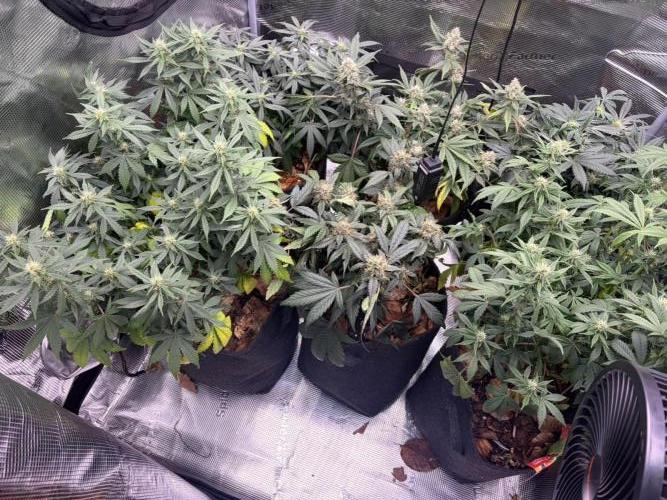 Betreutes Growen. Week 7