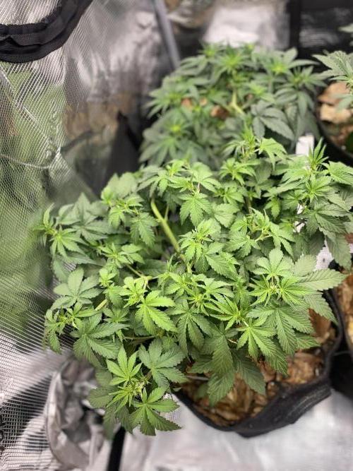 Betreutes Growen. Week 5