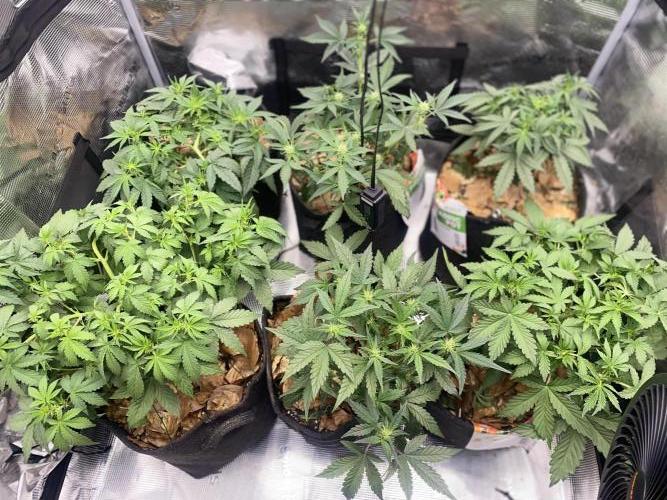 Betreutes Growen. Week 5