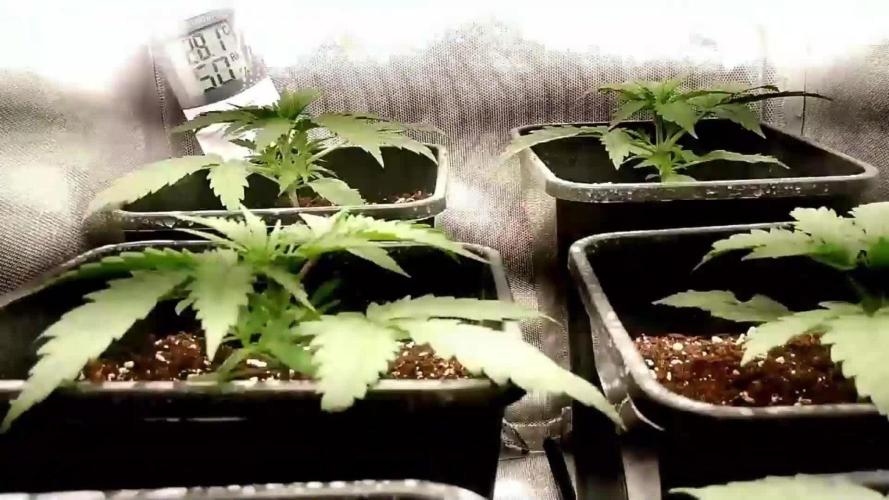 Autos GORILLA, Fission 150W 80x60 ESP