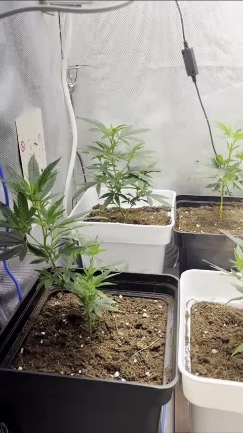 GELATO SOG :D CLONES :D 3CROP!