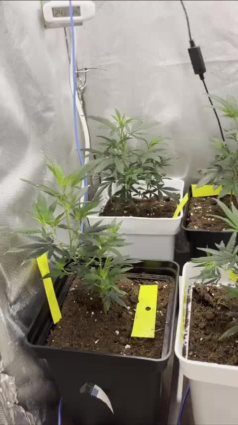 GELATO SOG :D CLONES :D 3CROP!