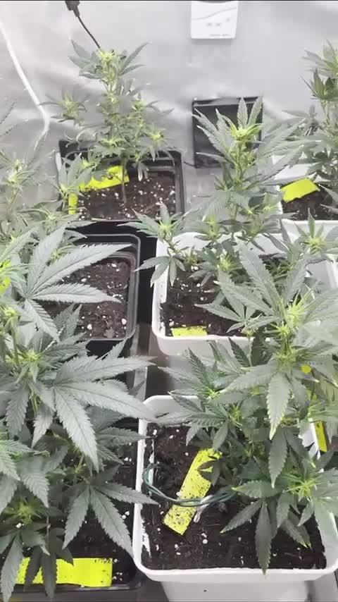 GELATO SOG :D CLONES :D 3CROP!