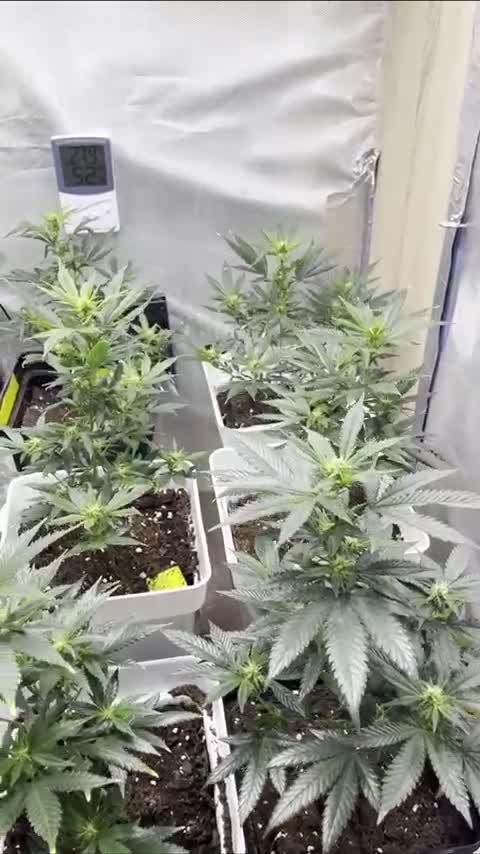 GELATO SOG :D CLONES :D 3CROP!