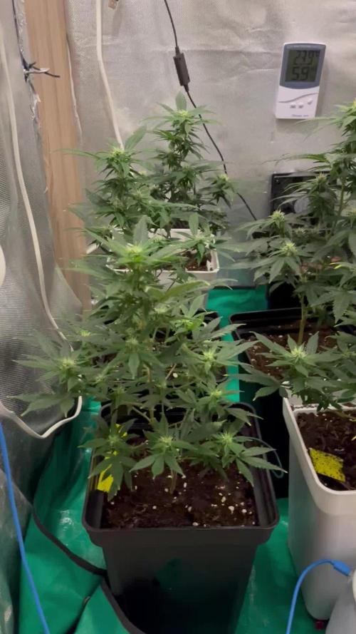 GELATO SOG :D CLONES :D 3CROP!