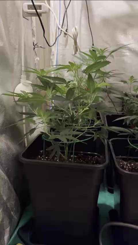 :) Lemon Thay Kush- MarsHydro 150W