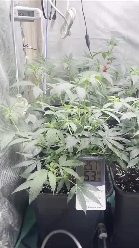 :) Lemon Thay Kush- MarsHydro 150W