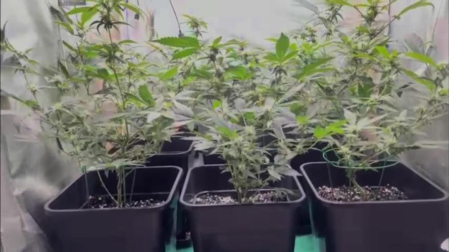 :) Lemon Thay Kush- MarsHydro 150W