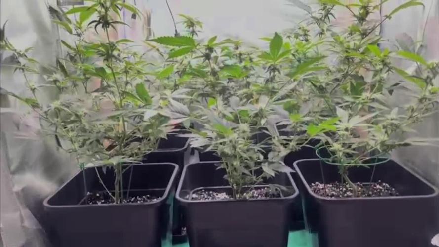 :) Lemon Thay Kush- MarsHydro 150W