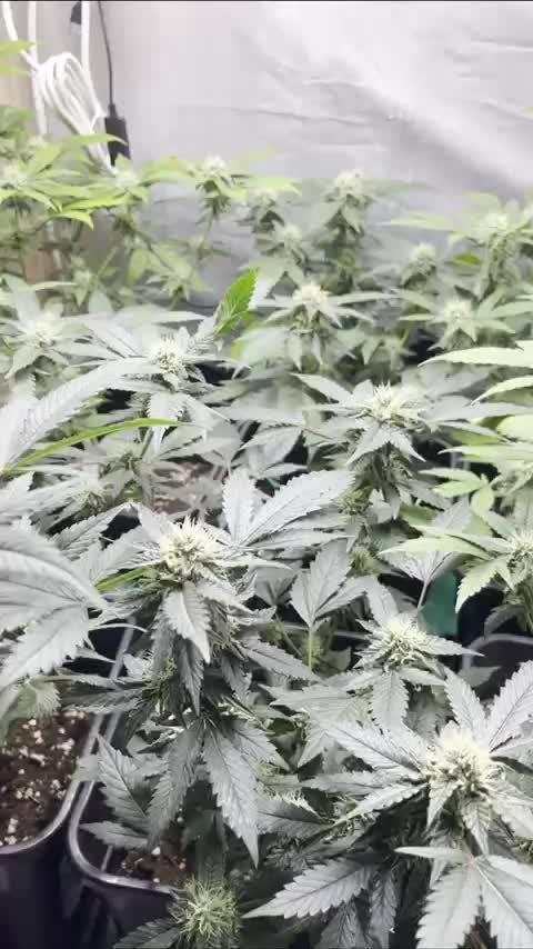 :) Lemon Thay Kush- MarsHydro 150W