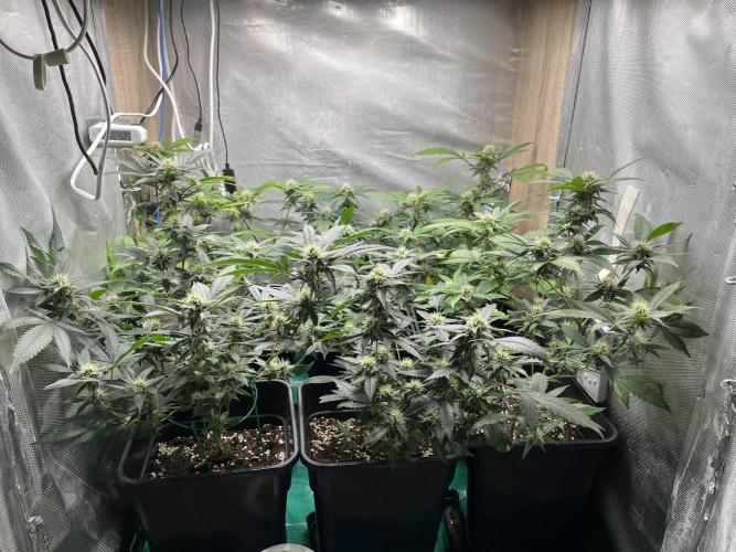 :) Lemon Thay Kush- MarsHydro 150W. Week 8 - 35