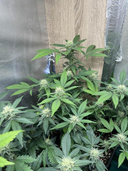 :) Lemon Thay Kush- MarsHydro 150W. Week 8 - 35