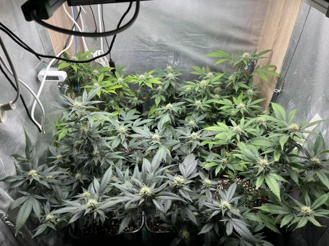 :) Lemon Thay Kush- MarsHydro 150W. Week 8 - 35