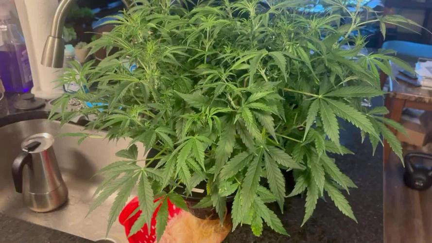 Royal Jack Auto- RQS (my second grow!)